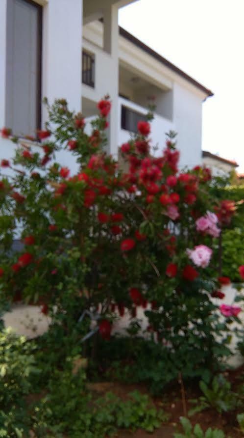 Stella Marina Apartament Umag Zewnętrze zdjęcie